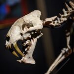 Esqueleto de tigre dentes-de-sabre é vendido por US$ 84,2 mil em leilão
