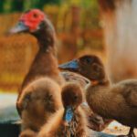 França confirma surto severo de gripe aviária em criação de patos