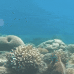 Polvos são flagrados socando peixes