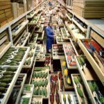 Cientistas liberam genomas de pássaros de quase todas as famílias de aves