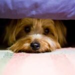 Estudo mostra os efeitos de longo prazo de gritar com seu cachorro