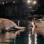 Baleia morta, uma das maiores do Mediterrâneo, encontrada perto da Itália