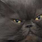 Humanos deixaram algumas raças de gatos com caretas  presas em seus rostos