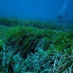 Posidonia oceanica: As 'Bolas de Neptuno' agrupam resíduos de plástico