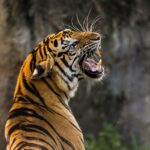 Tribo indígena que adora tigres ajuda a proteger a espécie