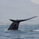 Nova população de baleias azuis descoberta no oceano Índico ocidental