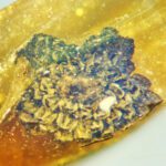 Nova flor de 100 milhões de anos é descoberta