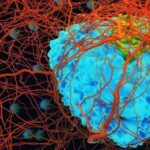 Células cancerosas podem hibernar para escapar da quimioterapia