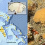 Ceratoporella nicholsoni: Esponja marinha de 600 anos detém recordes climáticos centenários