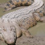 Restos humanos são encontrados em crocodilo morto por policiais