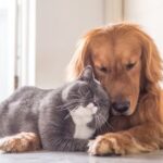 Seul anuncia que vai testar animais de estimação para Covid-19