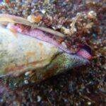 Neurotoxinas no veneno do caracol marinho podem levar a novos tratamentos para malária