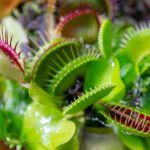 Plantas carnívoras produzem campos magnéticos