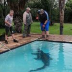 Casal encontra crocodilo de 3 metros na piscina na África do Sul