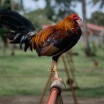 Galo usado em rinha ilegal na Índia mata o próprio dono
