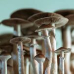 Fungos crescem no sangue de homem após ele injetar chá de cogumelos mágicos