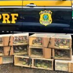 Mais de 100 pássaros silvestres são achados dentro de porta-malas de carro