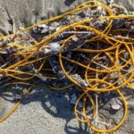 Leptogorgia virgulata: Parece uma pilha de cordas mas na verdade é uma criatura marinha