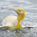 Pinguim-rei amarelo raríssimo é fotografado em ilha do Atlântico Sul