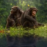 Mortes de chimpanzés no santuário de Serra Leoa  foram causadas por bactéria