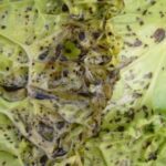 Cientistas encontram um vírus que evoluiu para proteger seu hospedeiro - dependendo do clima