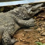 Criança de 8 anos morre após ser engolida por crocodilo