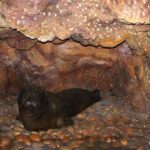 Cientistas descobrem novo criadouro usado pela espécie de foca mais rara do mundo
