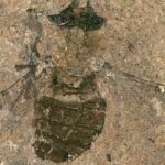Pela primeira vez o conteúdo do estômago de uma mosca de 47 milhões de anos é examinado