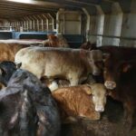 Espanha vai sacrificar 895 vacas que passaram mais de 2 meses confinadas em navio