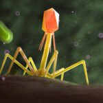 Cientistas identificam mais de 140.000 espécies de vírus no intestino humano