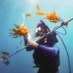 Estudo dos 'elevadores de kelp' mostra promessa de produção de biocombustível a partir de algas giga...