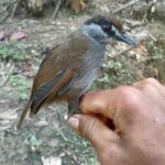 Pássaro considerado extinto por 170 anos é avistado em Bornéu