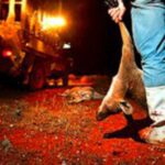 Terror: 2 milhões de cangurus são massacrados por ano para fazer chuteiras