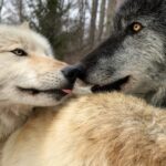 Caçadores matam 216 lobos em menos de 60 horas e causam indignação