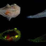 Peixes biofluorescentes são avistados nas águas do Ártico