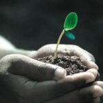 O importante papel das plantas no ciclo de mercúrio tóxico através do meio ambiente