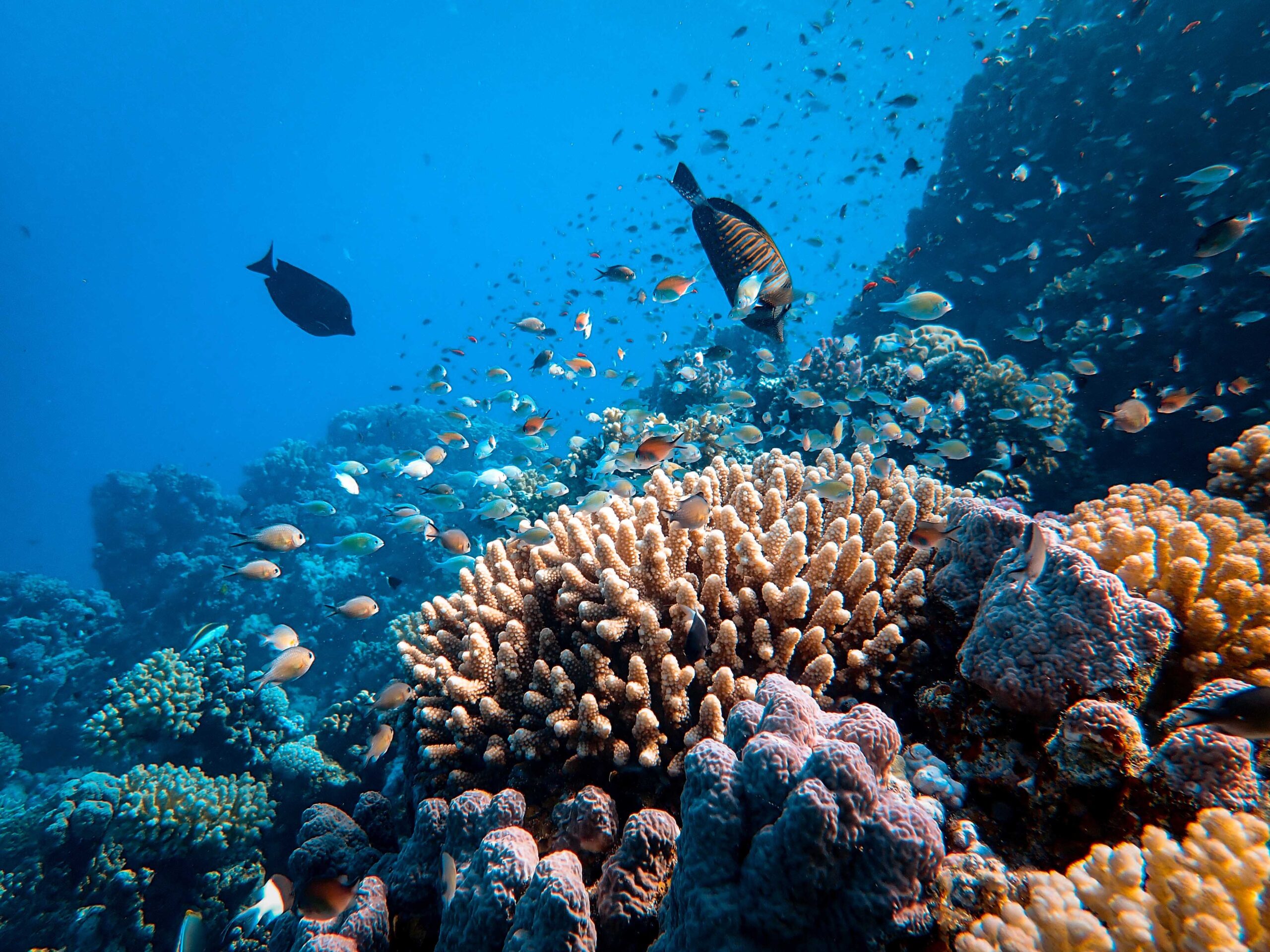 Os recifes de coral evitam mais de US $ 5,3 bilhões em danos potenciais de enchentes só nos EUA