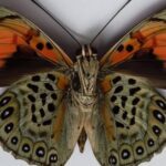 Devastação da floresta afeta cor de borboletas na Amazônia