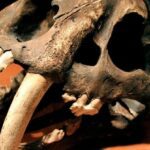 Espécie recém-identificada de tigre-dentes-de-sabre era tão grande que caçava rinocerontes na Améric...