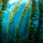 Parasitas e florestas de algas