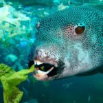 Peixes têm engolido microplásticos desde 1950
