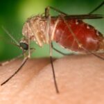 Novas ferramentas CRISPR ajudam a conter a transmissão de doenças por mosquitos