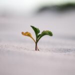 Como as plantas protegem suas gerações?