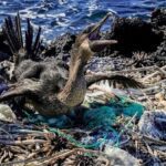 Plástico na água do mar, praias e animais de Galápagos