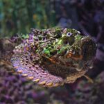 Revelando os mistérios do veneno do peixe-pedra