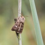 Borboletas e mariposas têm dificuldade em se ajustar a um clima em rápida mudança