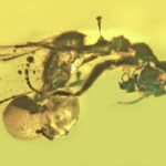 Cogumelo Crescendo A Partir De Formiga Fossilizada Revela Novo Gênero E Espécie De Parasita Fúngico