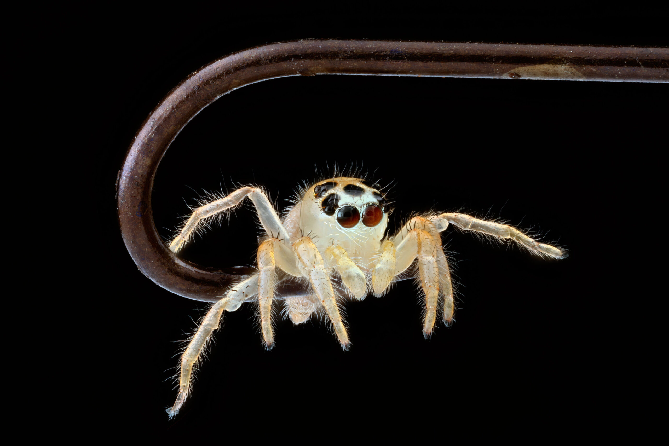 Como as aranhas distinguem os vivos dos não vivos usando pistas visuais baseadas em movimento
