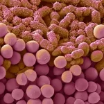 Moléculas produzidas por bactérias intestinais podem ajudar a combater o câncer