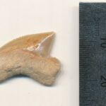A cidade de David e o mistério dos dentes de tubarões